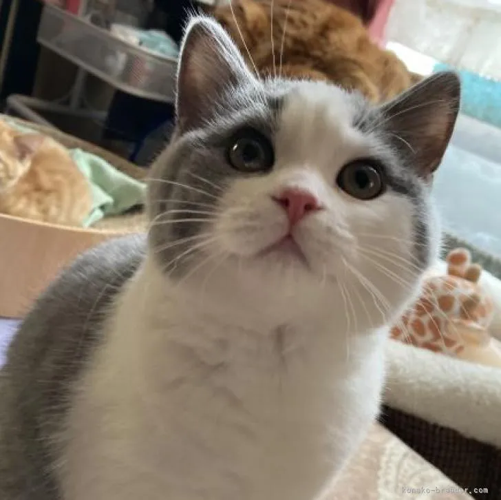 ID:2212-01143の子猫