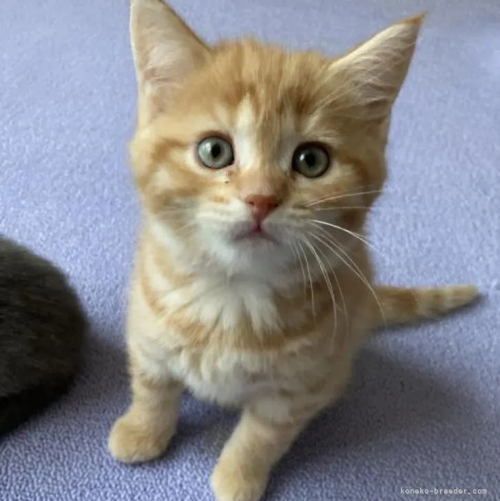 ID：2301-01789の子猫