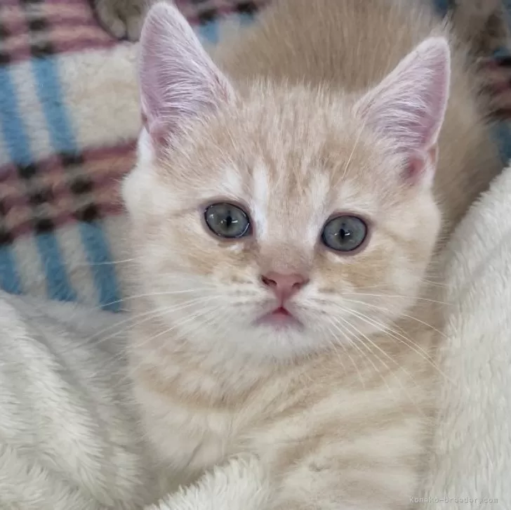 ID：2401-00008の子猫