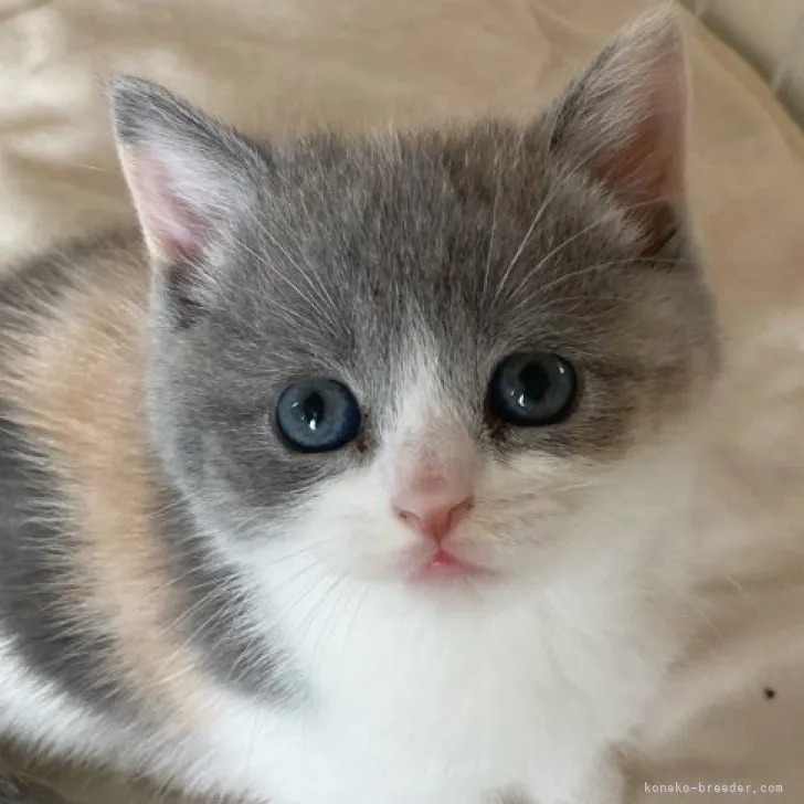 ID:2304-01629の子猫