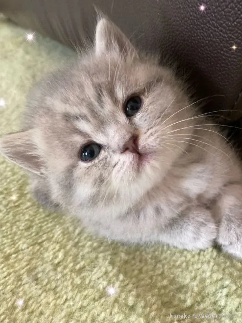 ID:2204-01824の子猫