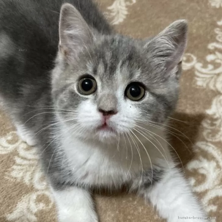 ID：2404-01786の子猫