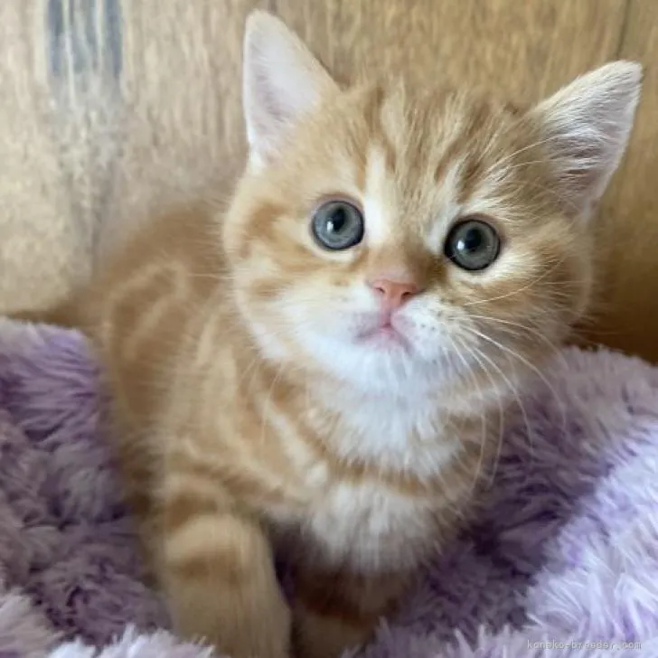 ゆず 様のお迎えした子猫