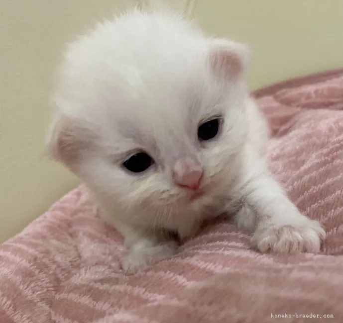 ID:2109-02509の子猫