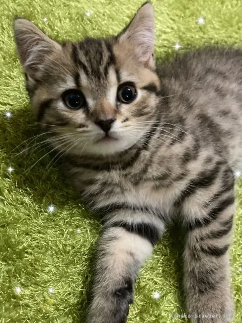 ID:2204-01825の子猫