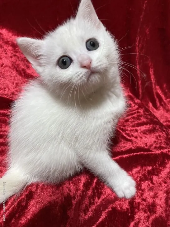 ID：2202-01354の子猫