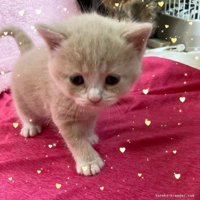 ID:2109-02516の子猫