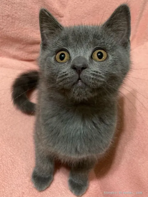 ID:2204-00928の子猫