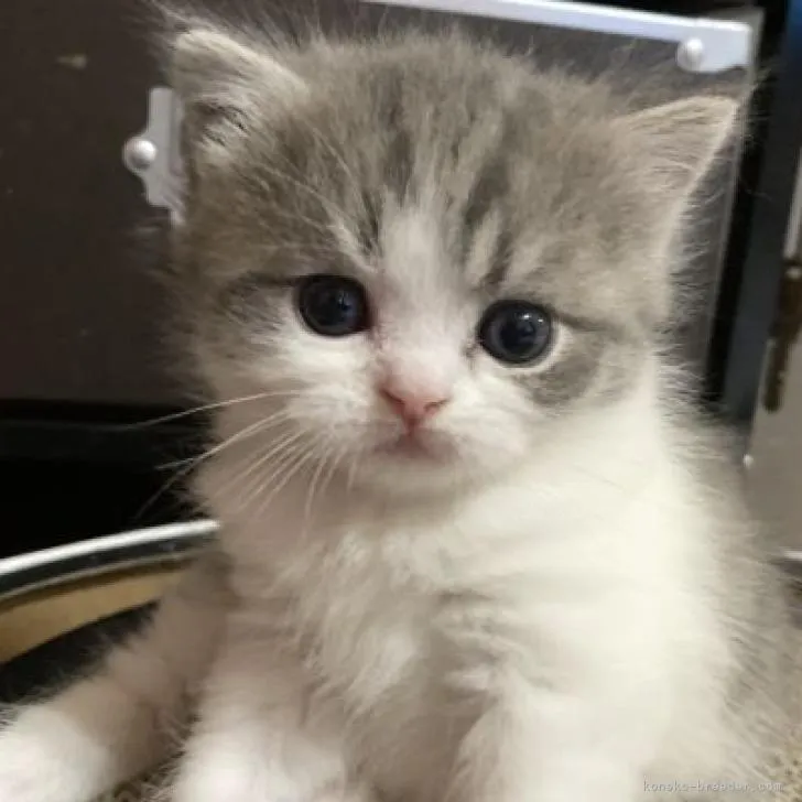 ID:2302-00432の子猫