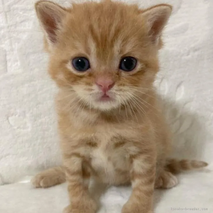 ID：2207-00945の子猫