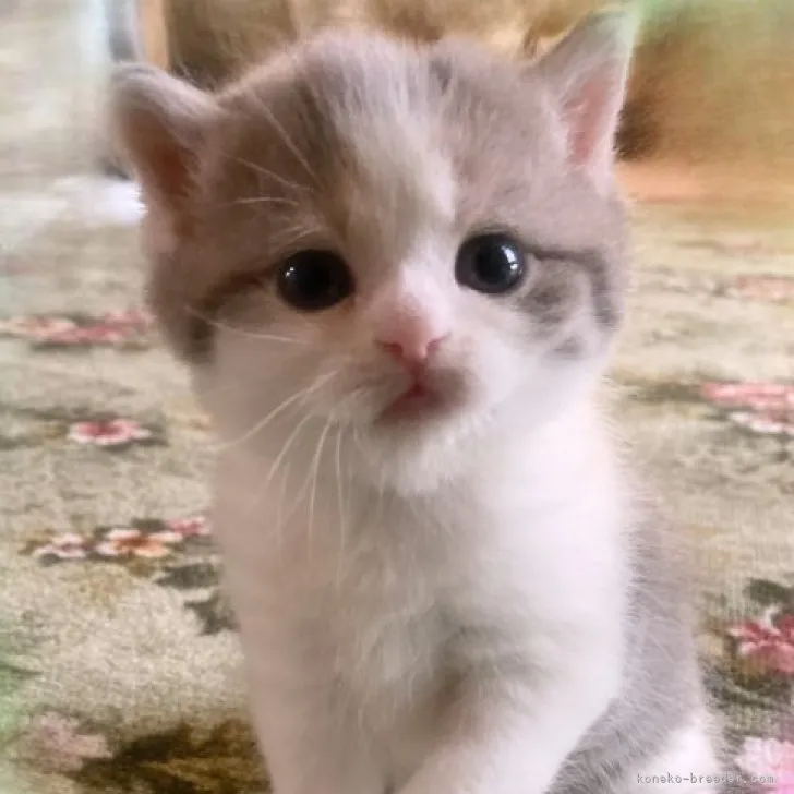 ID：2304-01596の子猫