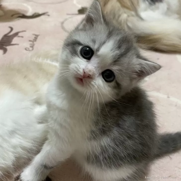 ID：2401-02640の子猫