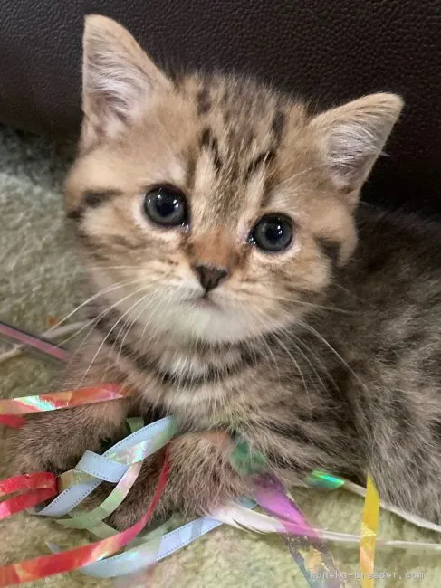 ID:2204-01486の子猫
