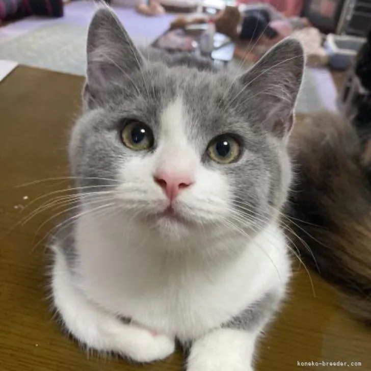 ID:2212-01293の子猫