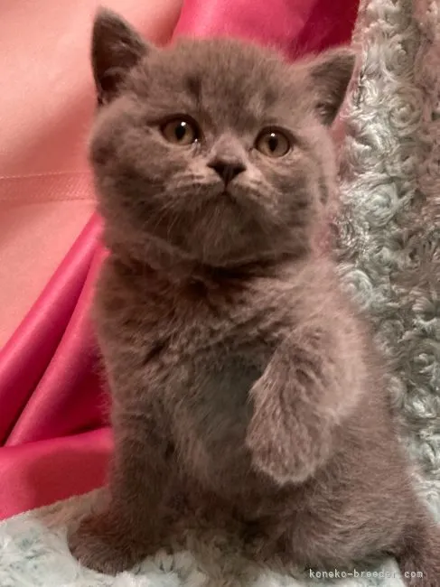 ID：2202-01348の子猫