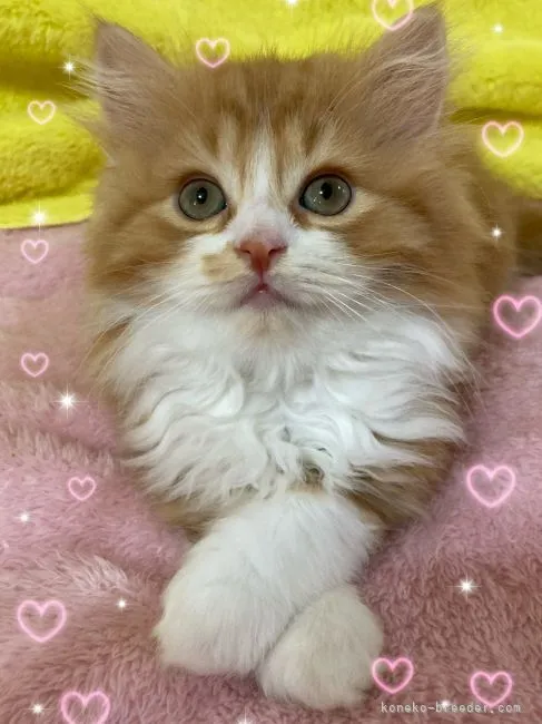 ID:2109-02508の子猫