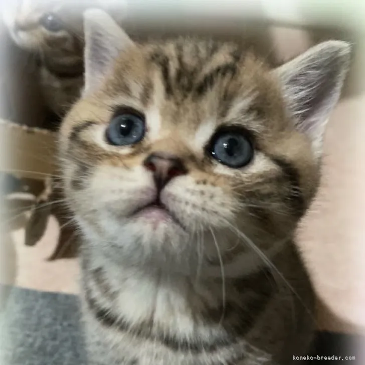 ID：2308-00552の子猫