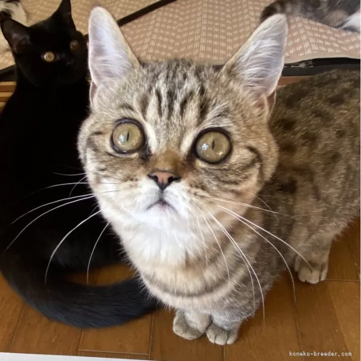 ID：2312-01630の子猫