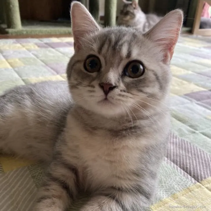 ID：2308-02144の子猫