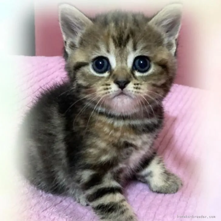 ID:2209-01127の子猫