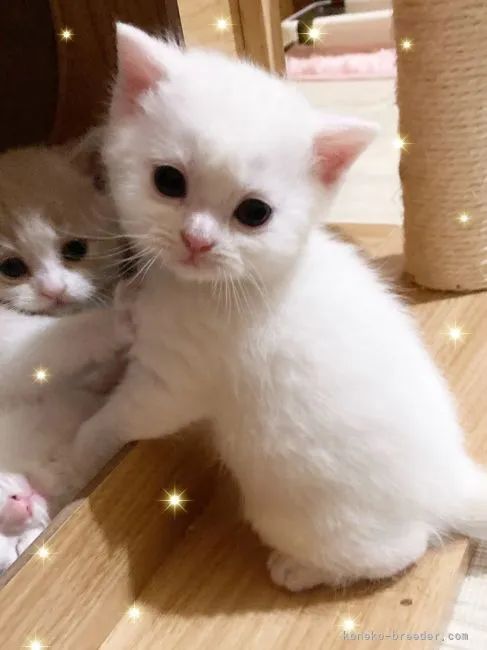 ID:2202-01432の子猫