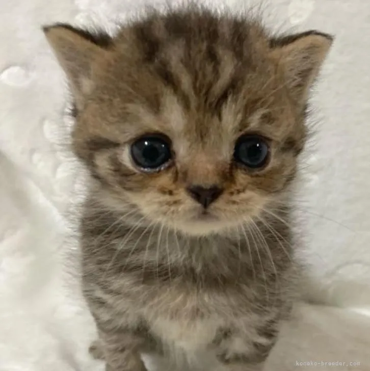 ID:2207-00939の子猫