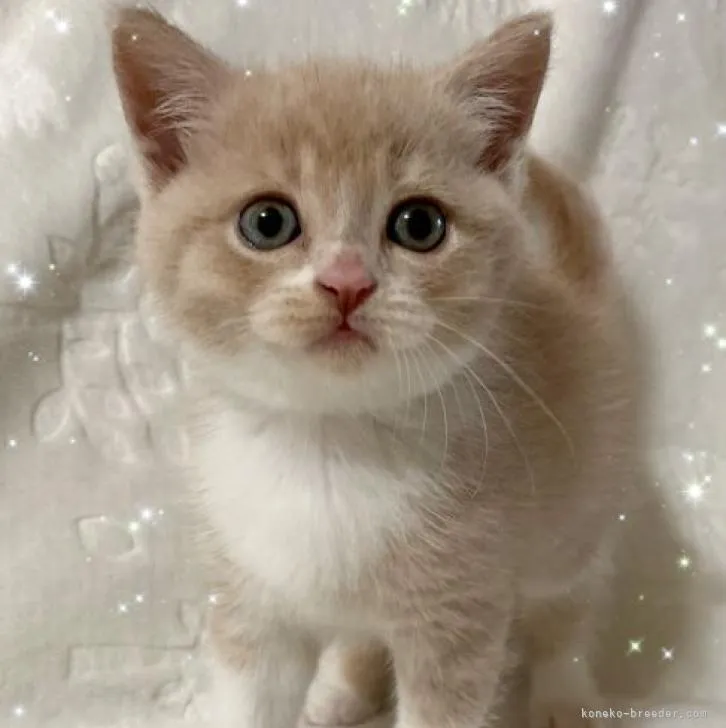 ID:2206-02642の子猫