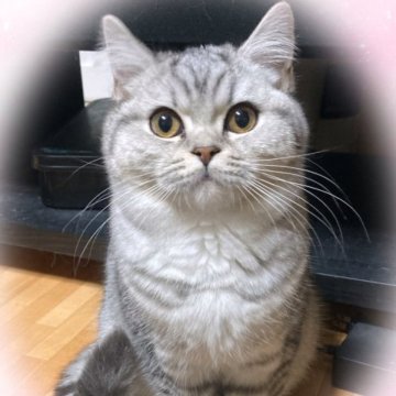 ブリティッシュショートヘア【北海道・女の子・2023年8月12日・シルバータビー（短毛）】の写真「とっても可愛い小柄の女の子😍」