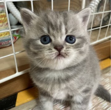 スコティッシュフォールド(立ち耳)【北海道・男の子・2023年12月8日・ブルータビー（短毛）】の写真「そっくりな兄妹💖」
