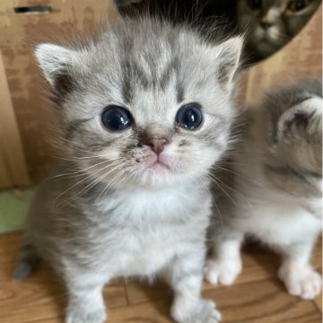 スコティッシュフォールド(立ち耳)【北海道・女の子・2024年1月8日・ブルータビー（短毛）】の写真「可愛い子です😍」