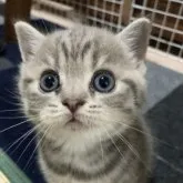 スコティッシュフォールド(立ち耳)【北海道・男の子・2023年6月30日・ブルータビー】の写真1