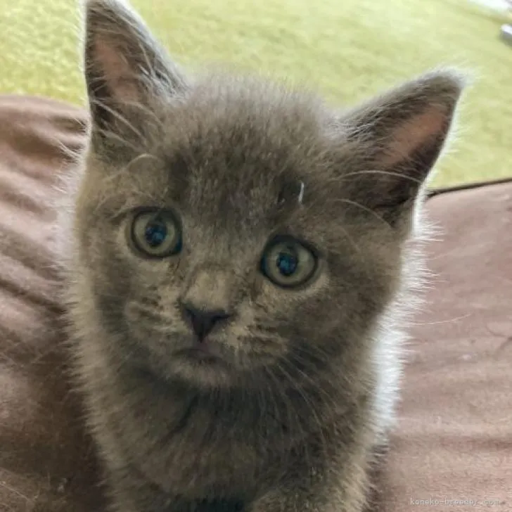 ID：2208-01720の子猫