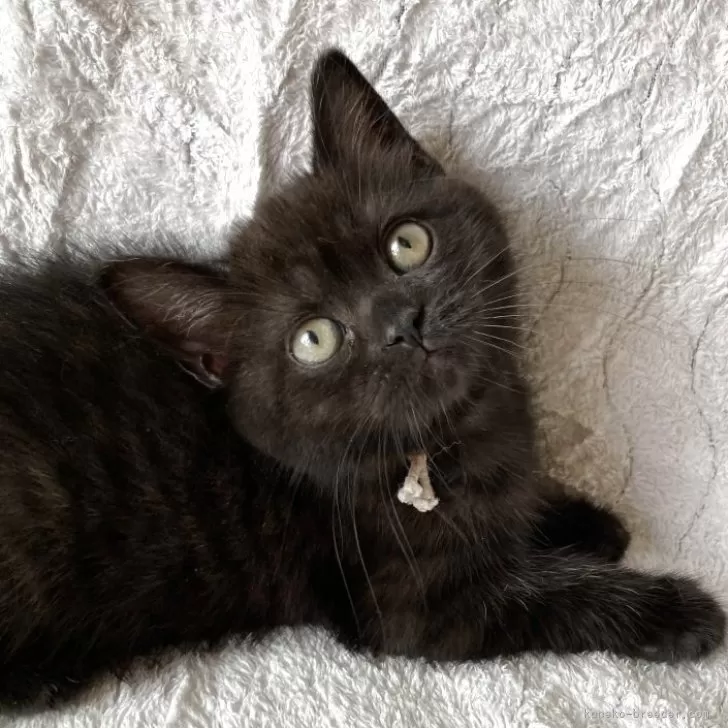 スコティッシュフォールド(立ち耳)【北海道・女の子・2025年7月2日・ブラック】の写真1「スリスリ甘えん坊レディー❤️」