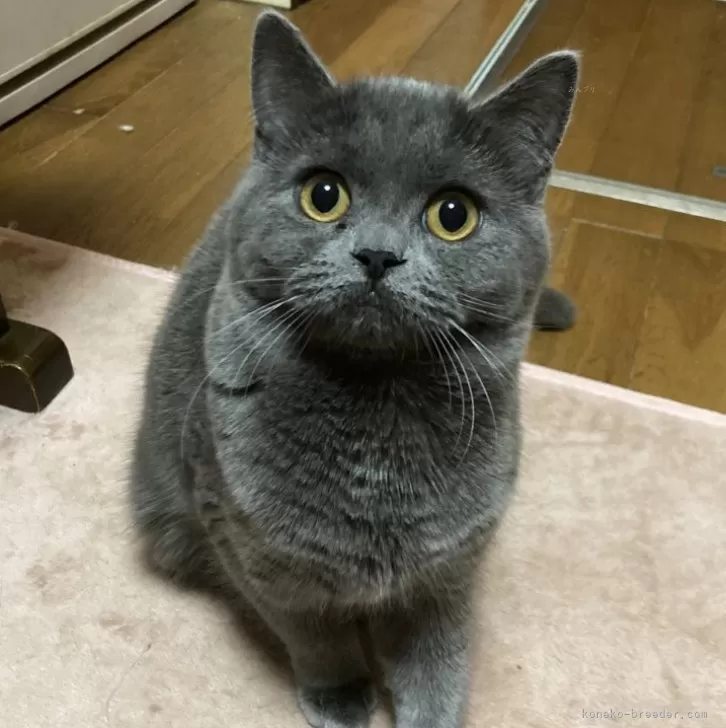 ID:2412-00242の子猫