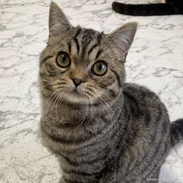 ID:2409-01562の子猫