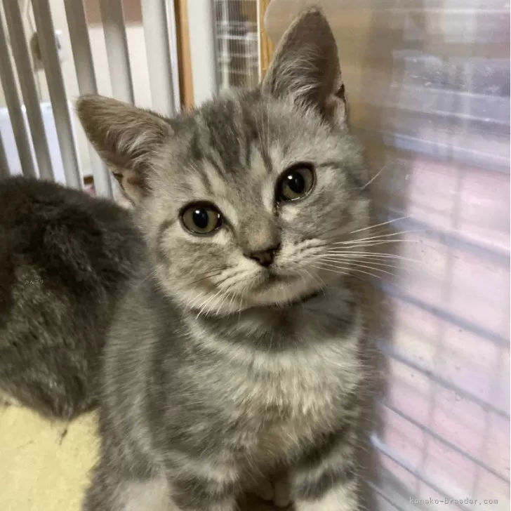 ID：2503-02648の子猫