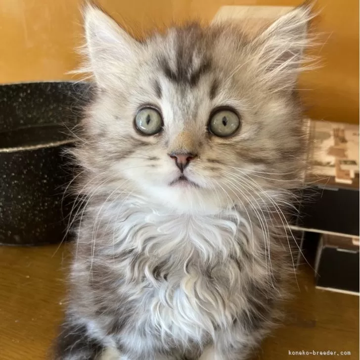 ID:2501-02582の子猫