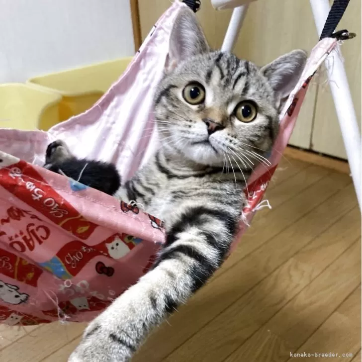 スコティッシュフォールド(立ち耳)【北海道・女の子・2025年6月6日・ブラウンタビー】の写真1「飼い主さん大好きな女の子✨」