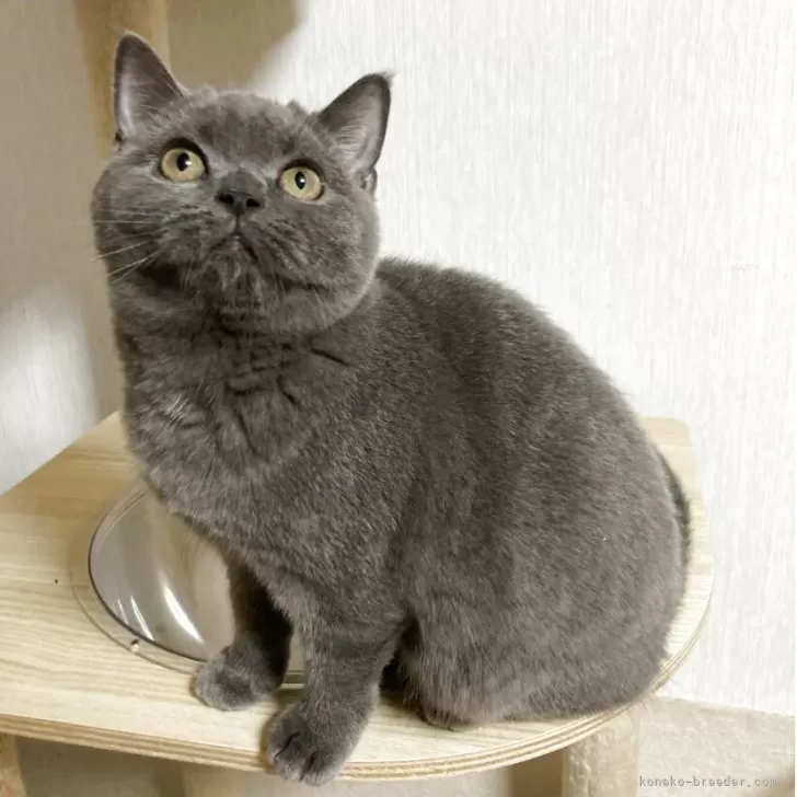 スコティッシュフォールド(立ち耳)【北海道・女の子・2025年6月6日・ブルー】の写真1「まん丸レディー❤️」