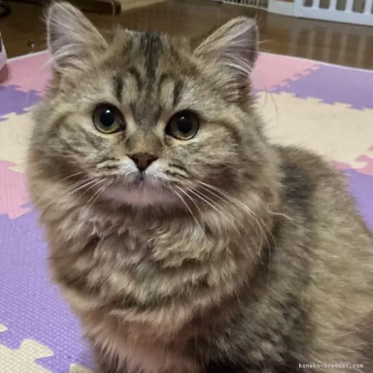 ID：2504-02315の子猫