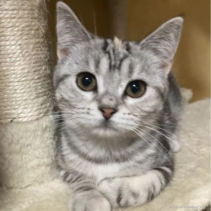 ID:2412-00132の子猫