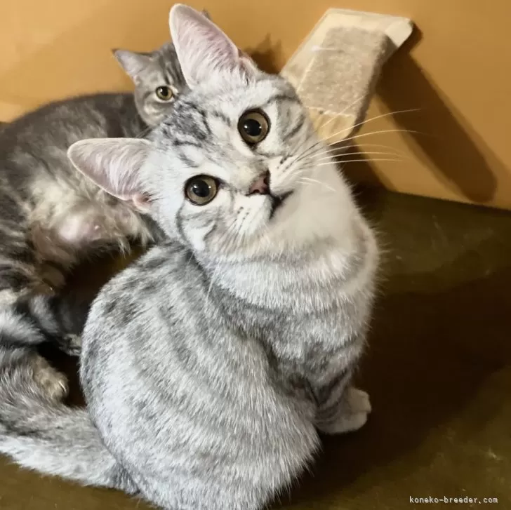 ID:2410-00559の子猫