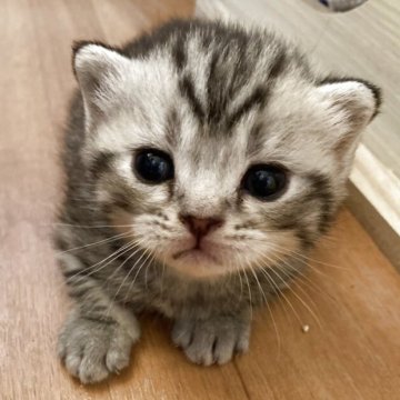 スコティッシュフォールド(立ち耳)【北海道・女の子・2025年6月20日・ブラウンタビー】の写真「スコティッシュ✖️アメショのハイブリッド子猫💕」