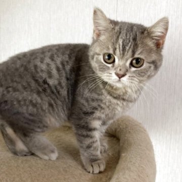 スコティッシュフォールド(立ち耳)【北海道・女の子・2025年7月3日・ブルータビー】の写真「小柄のご飯大好きっこ❤️プリプリです✨」