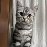 スコティッシュフォールド(立ち耳)【北海道・女の子・2024年11月26日・シルバータビー】の写真1