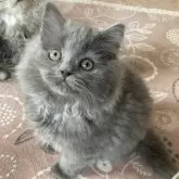 スコティッシュフォールド(立ち耳)【北海道・男の子・2024年10月12日・ブルー】の写真1「ゴージャスな女の子✨」