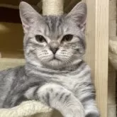 スコティッシュフォールド(立ち耳)【北海道・女の子・2024年8月15日・ブルータビー】の写真1「アメショ顔です✨」