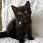 スコティッシュフォールド(立ち耳)【北海道・女の子・2025年7月2日・ブラック】の写真2