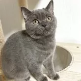 スコティッシュフォールド(立ち耳)【北海道・女の子・2025年6月6日・ブルー】の写真3