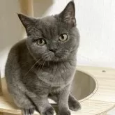 スコティッシュフォールド(立ち耳)【北海道・女の子・2025年6月6日・ブルー】の写真4